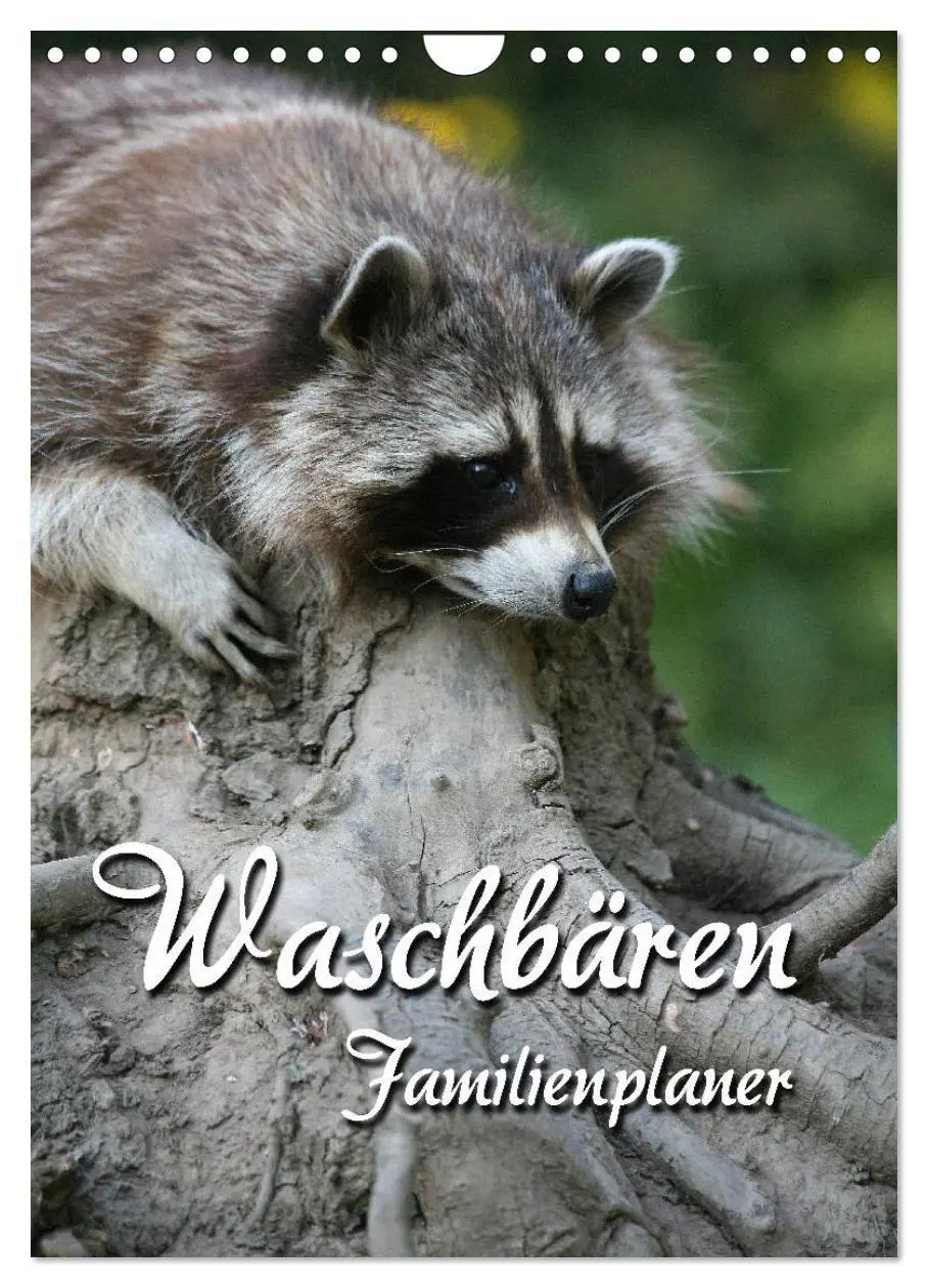 Cover: 9783516479027 | Waschbären Familienplaner (Wandkalender 2026 DIN A4 hoch), CALVENDO...