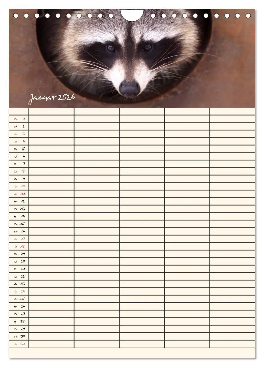 Bild: 9783516479027 | Waschbären Familienplaner (Wandkalender 2026 DIN A4 hoch), CALVENDO...