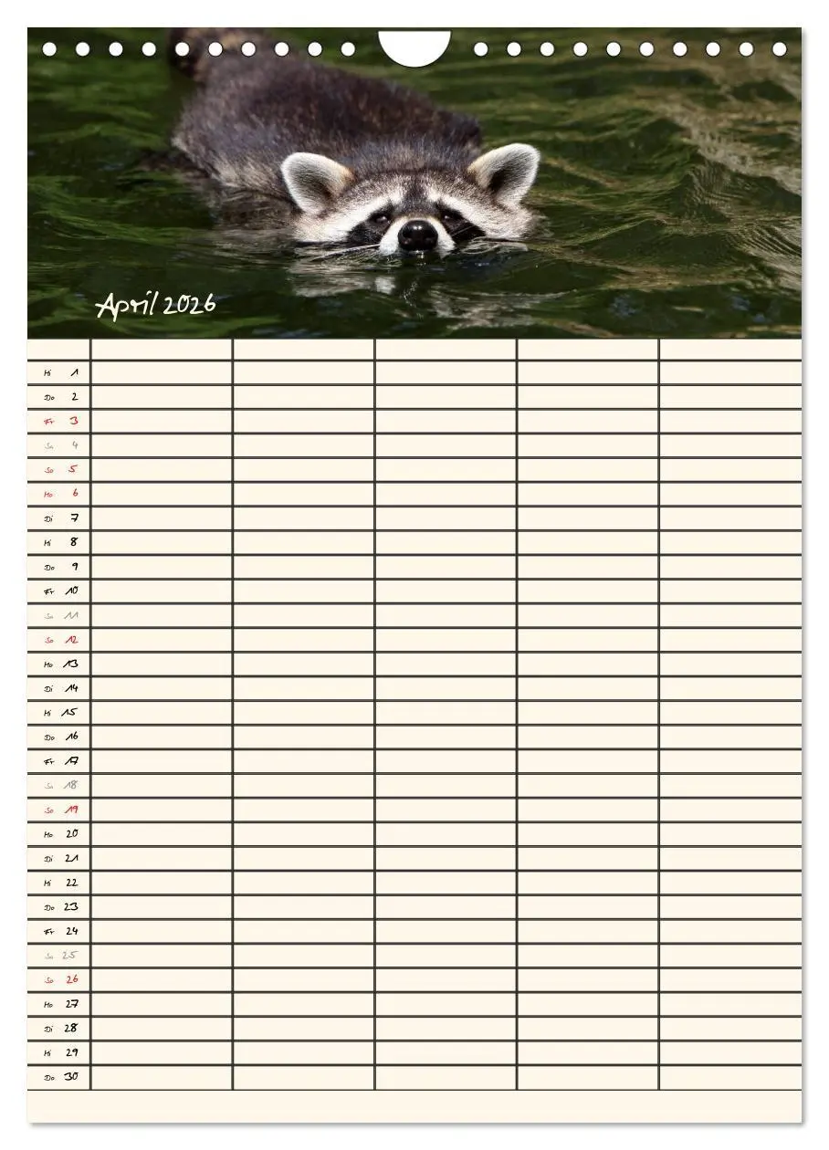 Bild: 9783516479027 | Waschbären Familienplaner (Wandkalender 2026 DIN A4 hoch), CALVENDO...