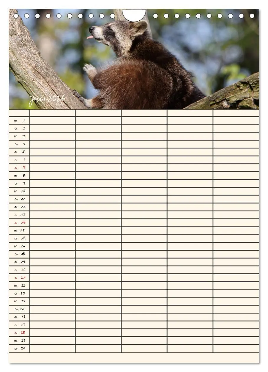 Bild: 9783516479027 | Waschbären Familienplaner (Wandkalender 2026 DIN A4 hoch), CALVENDO...