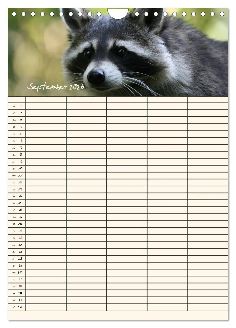 Bild: 9783516479027 | Waschbären Familienplaner (Wandkalender 2026 DIN A4 hoch), CALVENDO...