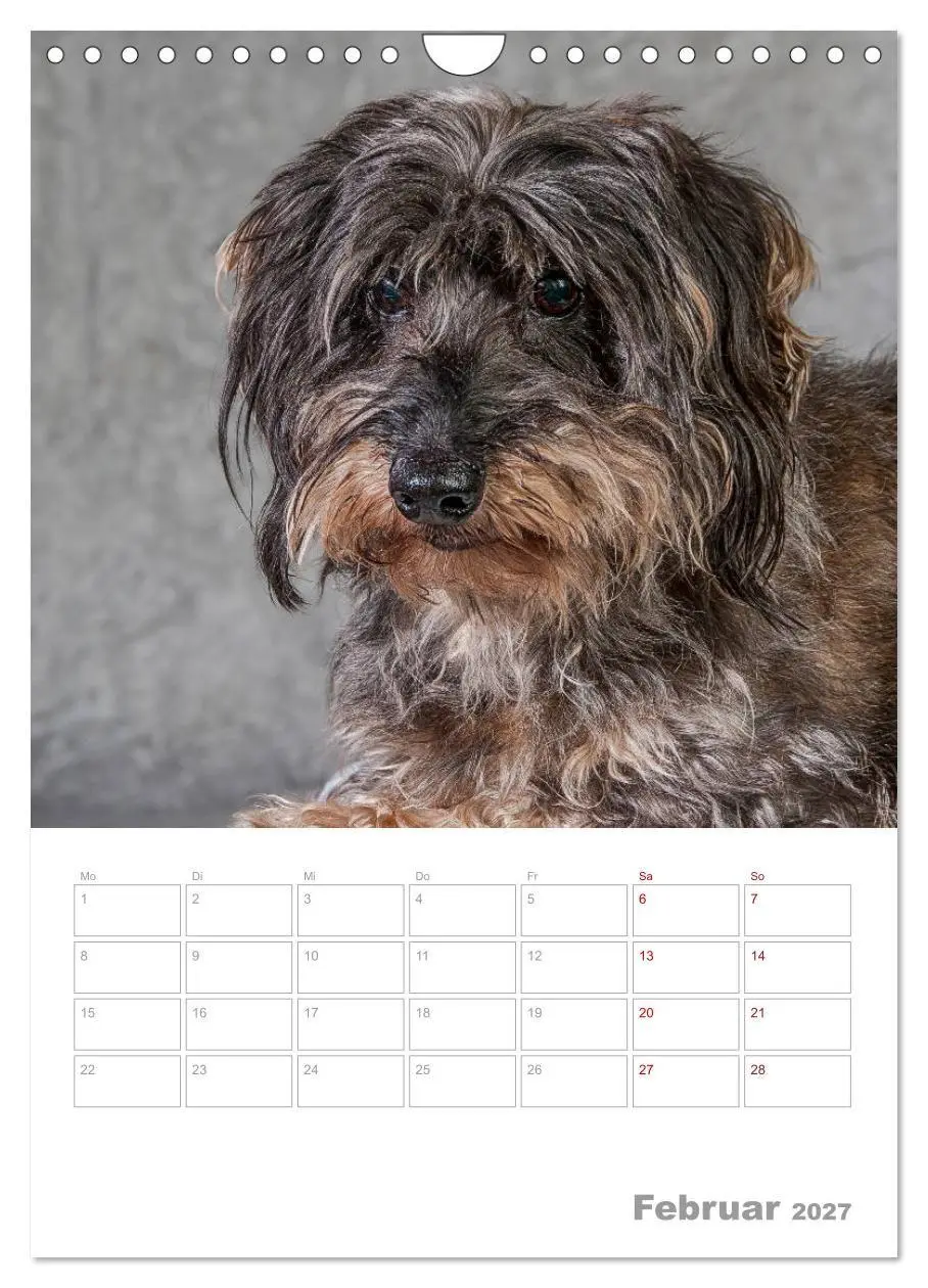 Bild: 9783569709027 | Dackelportraits (Wandkalender 2027 DIN A4 hoch), CALVENDO...