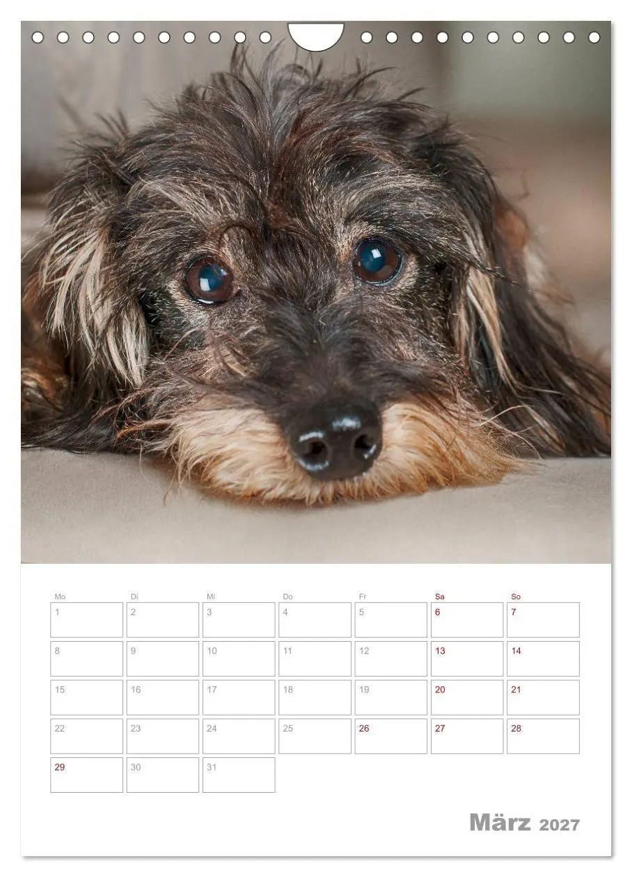 Bild: 9783569709027 | Dackelportraits (Wandkalender 2027 DIN A4 hoch), CALVENDO...
