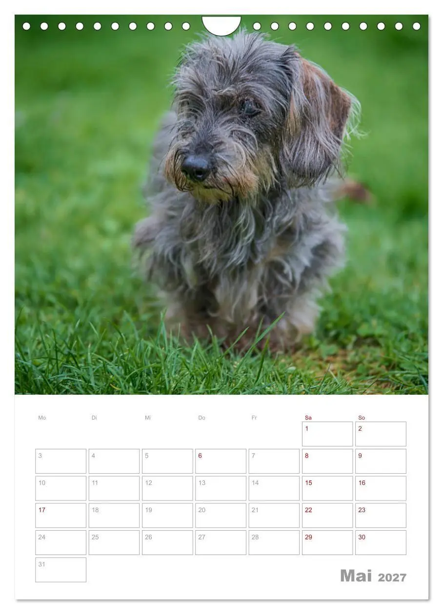Bild: 9783569709027 | Dackelportraits (Wandkalender 2027 DIN A4 hoch), CALVENDO...