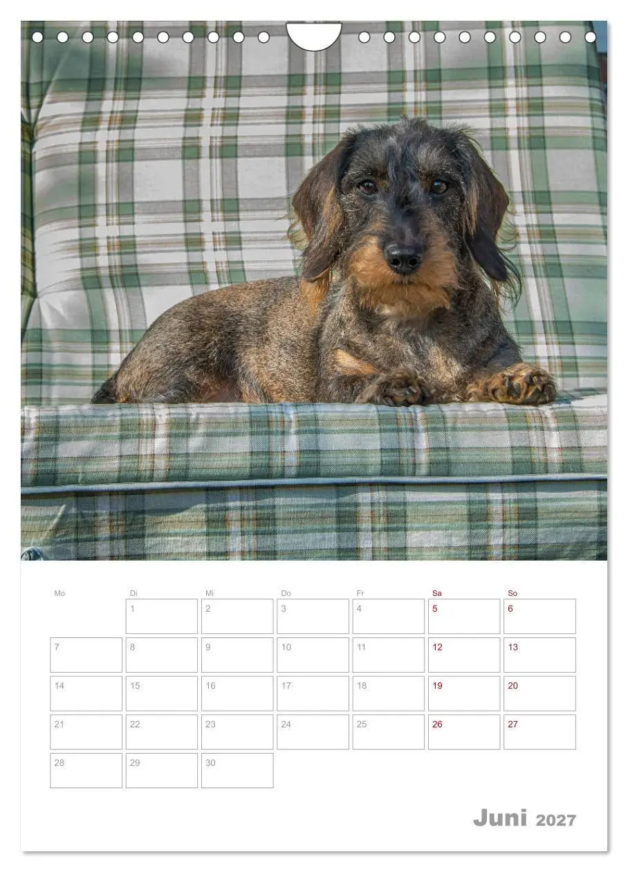 Bild: 9783569709027 | Dackelportraits (Wandkalender 2027 DIN A4 hoch), CALVENDO...