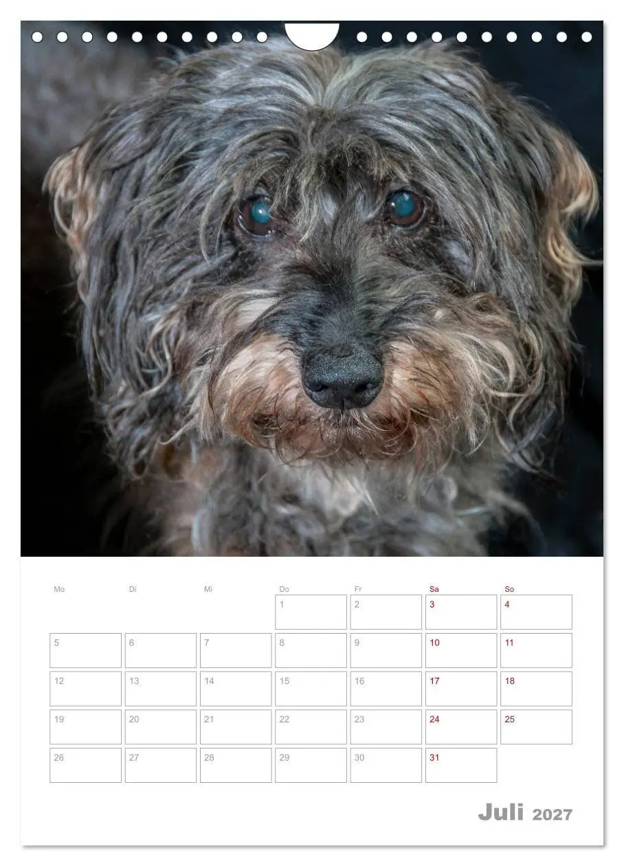 Bild: 9783569709027 | Dackelportraits (Wandkalender 2027 DIN A4 hoch), CALVENDO...