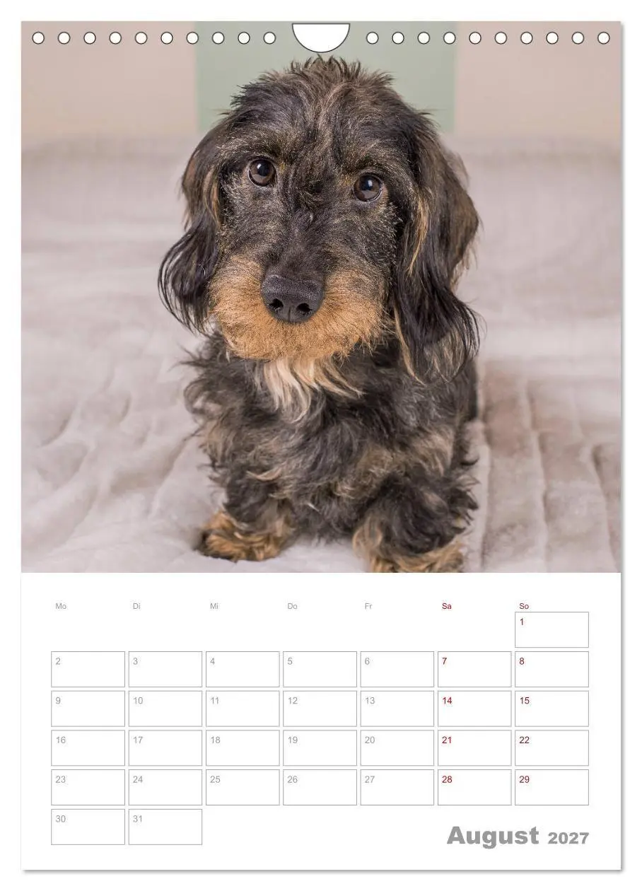 Bild: 9783569709027 | Dackelportraits (Wandkalender 2027 DIN A4 hoch), CALVENDO...