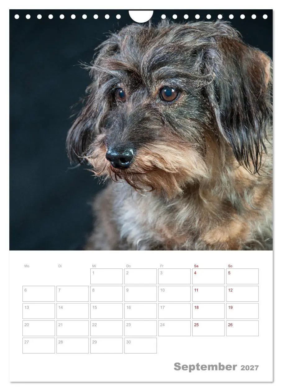 Bild: 9783569709027 | Dackelportraits (Wandkalender 2027 DIN A4 hoch), CALVENDO...