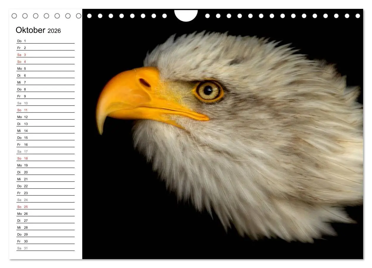 Bild: 9783457999127 | Der Weißkopfseeadler (Wandkalender 2026 DIN A4 quer), CALVENDO...