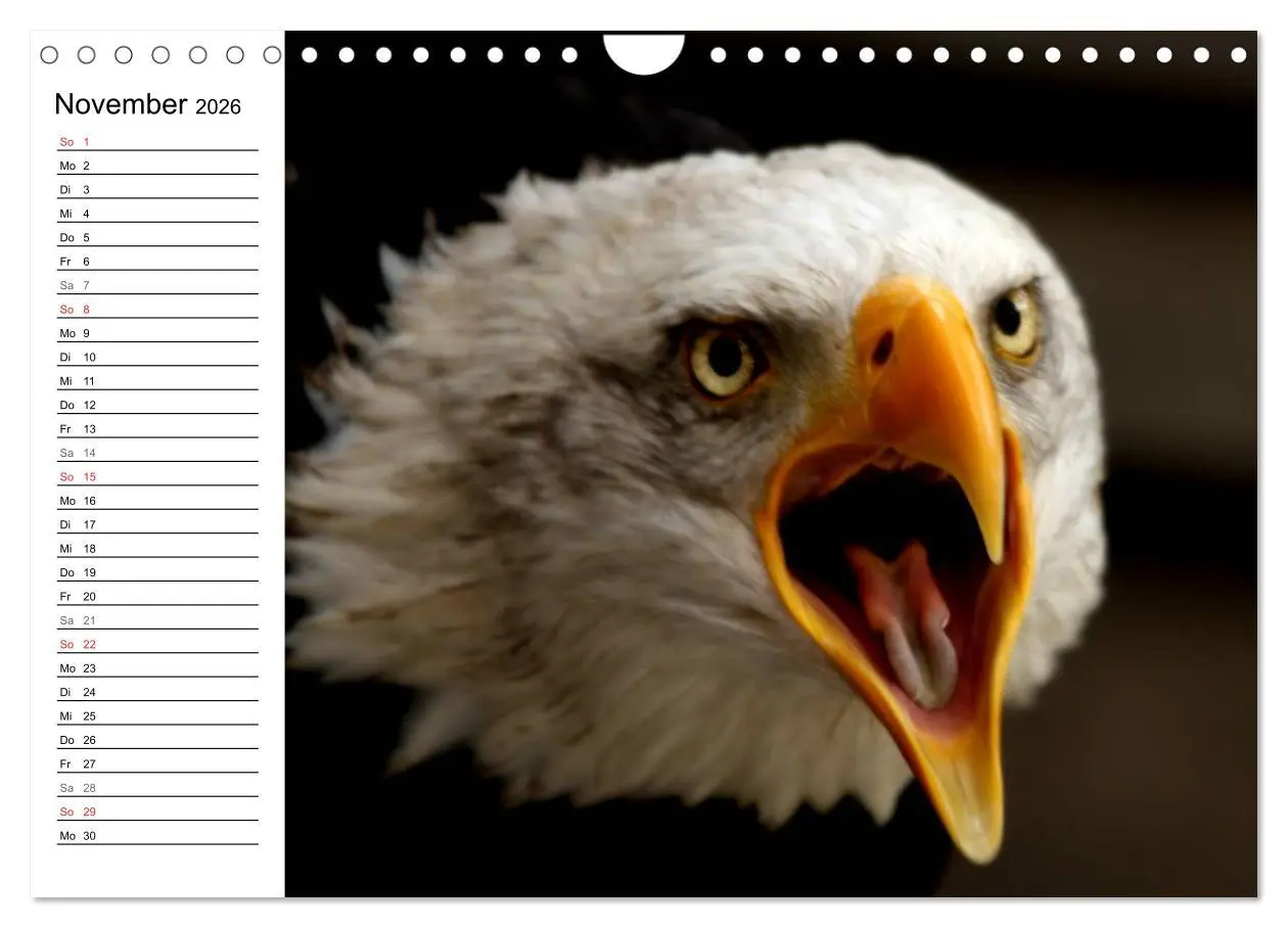 Bild: 9783457999127 | Der Weißkopfseeadler (Wandkalender 2026 DIN A4 quer), CALVENDO...