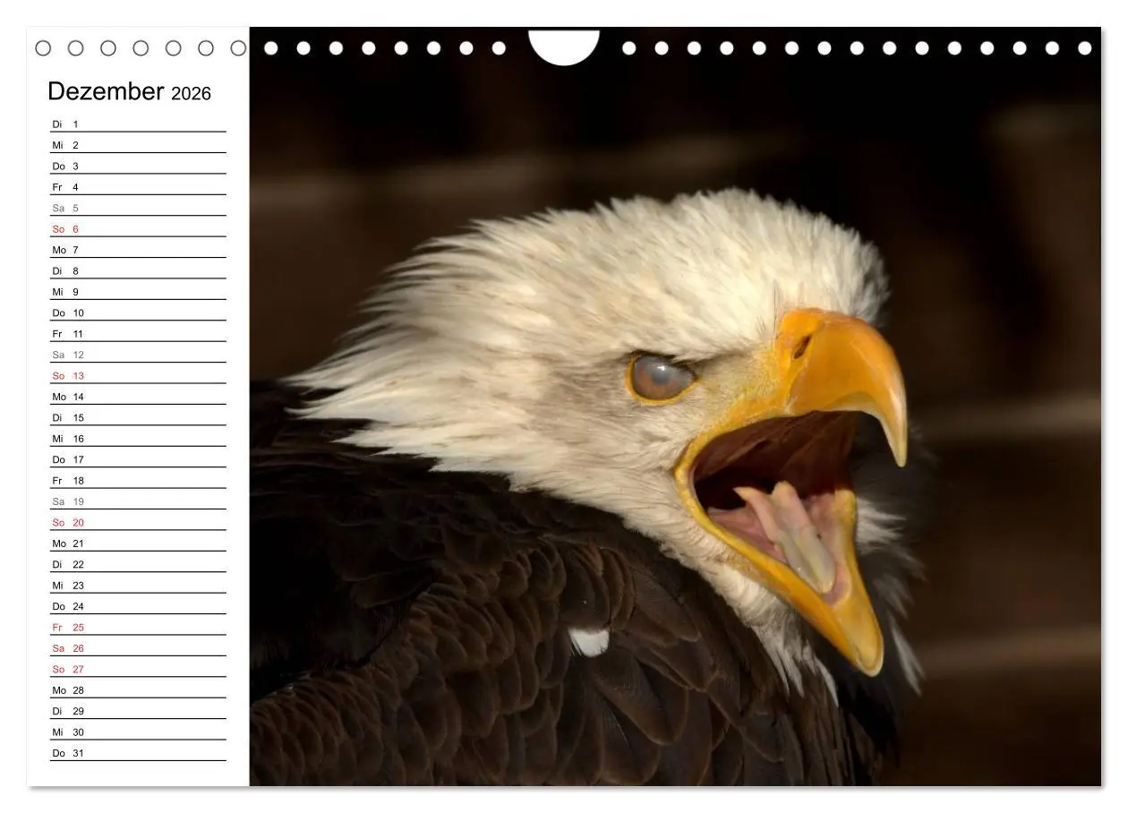 Bild: 9783457999127 | Der Weißkopfseeadler (Wandkalender 2026 DIN A4 quer), CALVENDO...