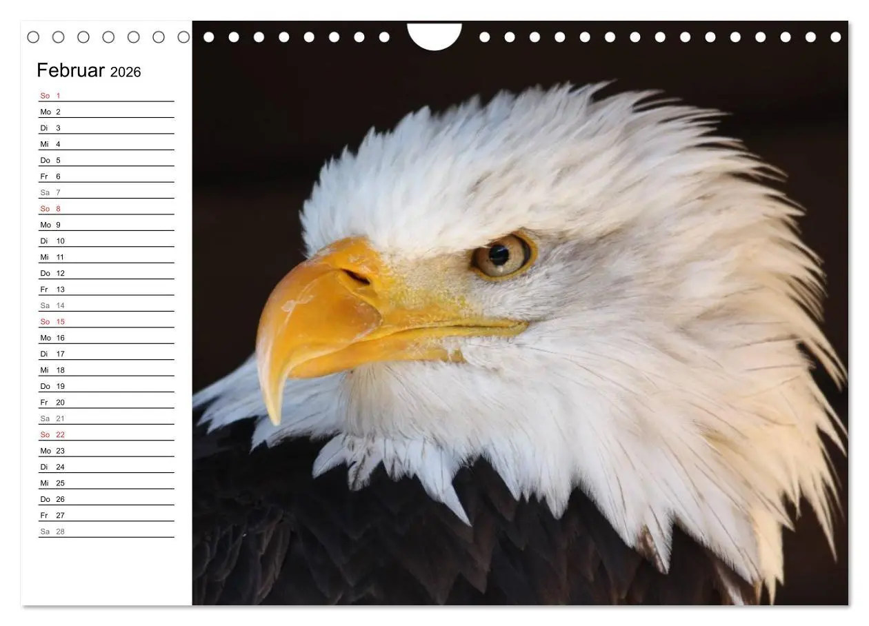 Bild: 9783457999127 | Der Weißkopfseeadler (Wandkalender 2026 DIN A4 quer), CALVENDO...
