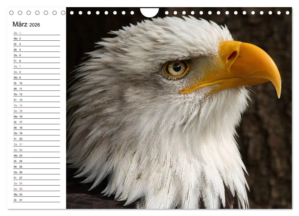 Bild: 9783457999127 | Der Weißkopfseeadler (Wandkalender 2026 DIN A4 quer), CALVENDO...