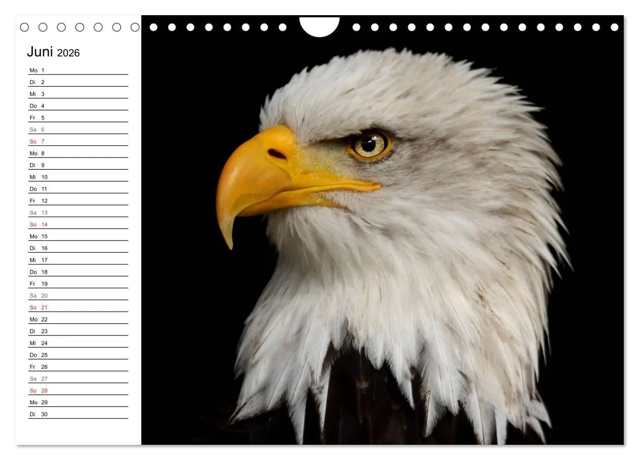 Bild: 9783457999127 | Der Weißkopfseeadler (Wandkalender 2026 DIN A4 quer), CALVENDO...