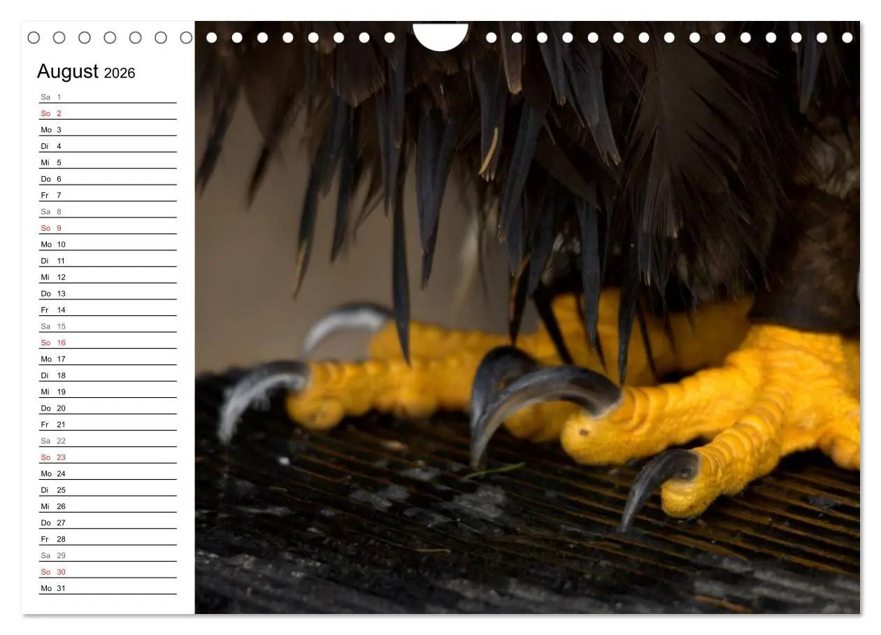 Bild: 9783457999127 | Der Weißkopfseeadler (Wandkalender 2026 DIN A4 quer), CALVENDO...