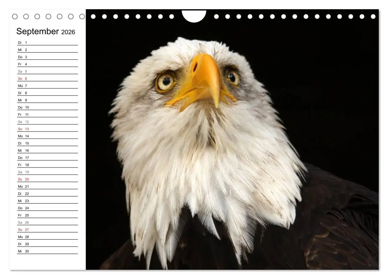 Bild: 9783457999127 | Der Weißkopfseeadler (Wandkalender 2026 DIN A4 quer), CALVENDO...
