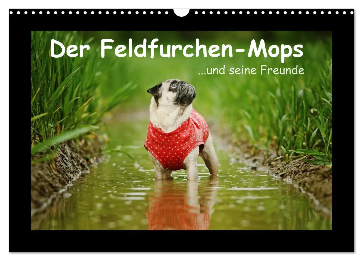 Cover: 9783516089127 | Der Feldfurchen-Mops (Wandkalender 2026 DIN A3 quer), CALVENDO...