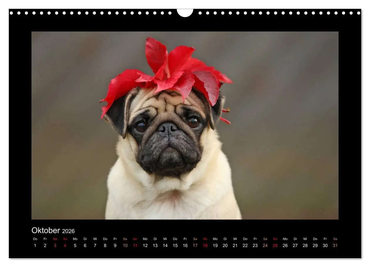 Bild: 9783516089127 | Der Feldfurchen-Mops (Wandkalender 2026 DIN A3 quer), CALVENDO...