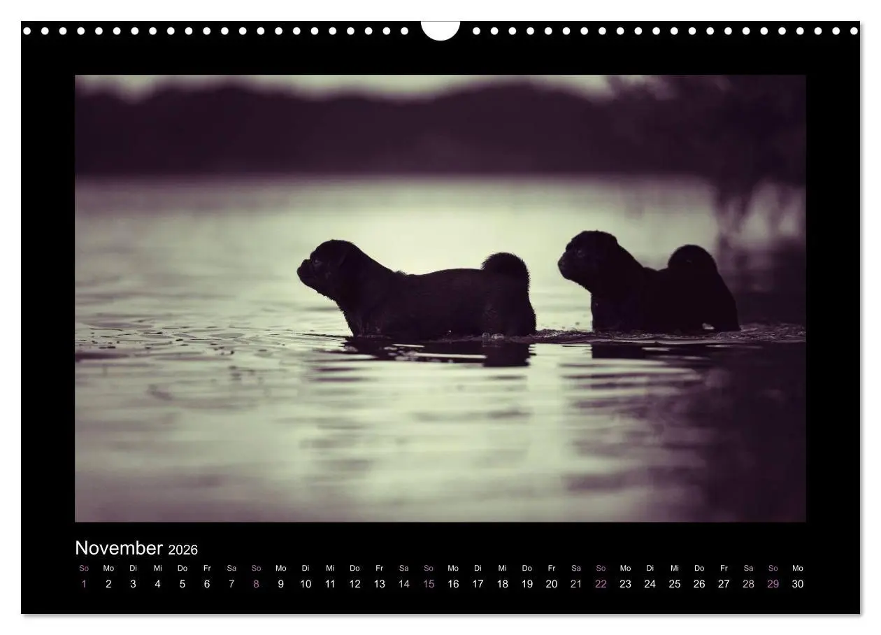 Bild: 9783516089127 | Der Feldfurchen-Mops (Wandkalender 2026 DIN A3 quer), CALVENDO...