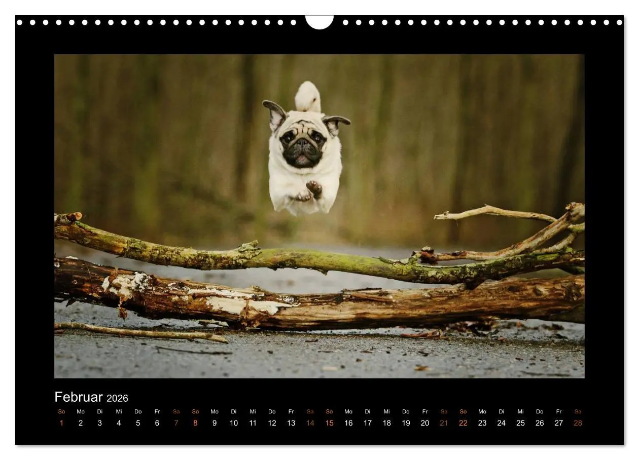 Bild: 9783516089127 | Der Feldfurchen-Mops (Wandkalender 2026 DIN A3 quer), CALVENDO...