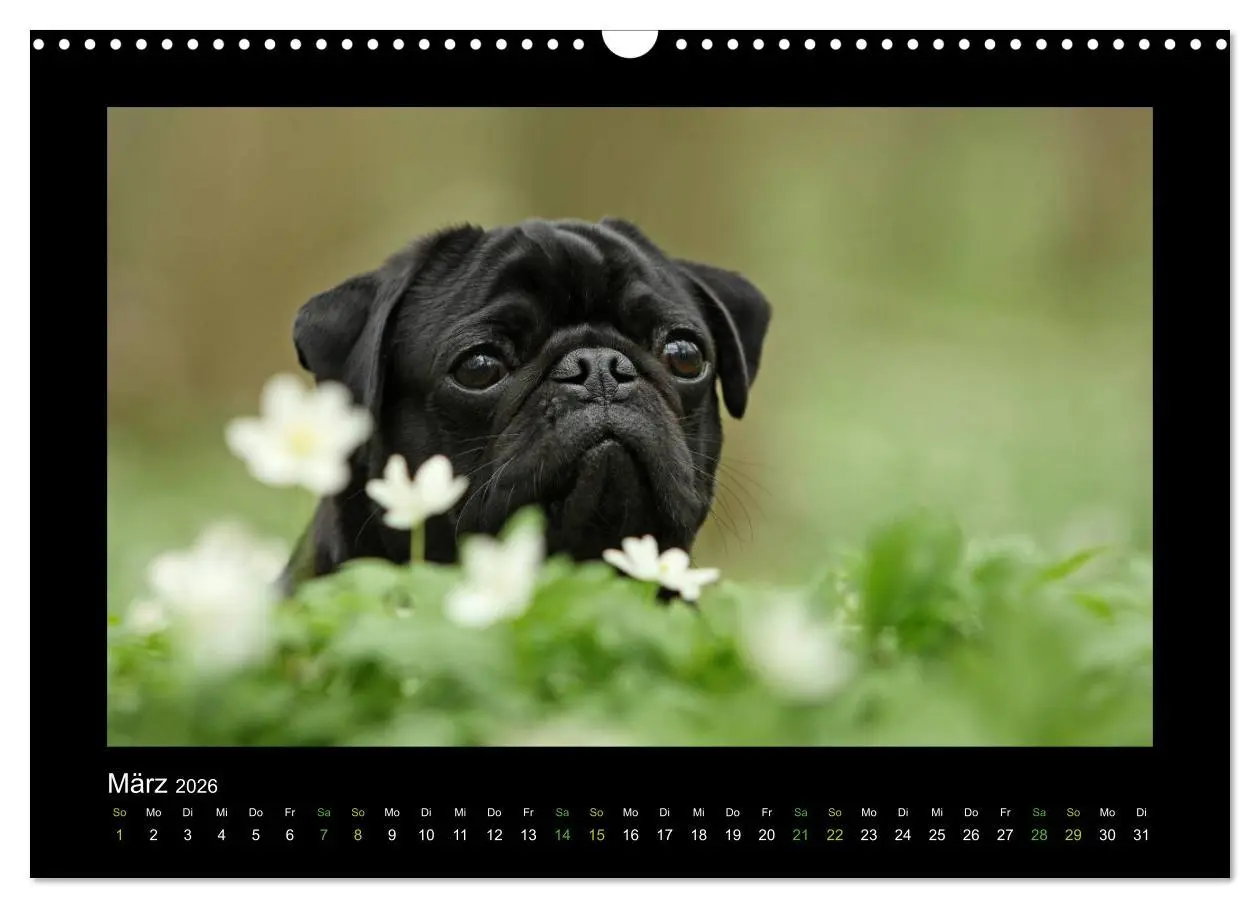 Bild: 9783516089127 | Der Feldfurchen-Mops (Wandkalender 2026 DIN A3 quer), CALVENDO...