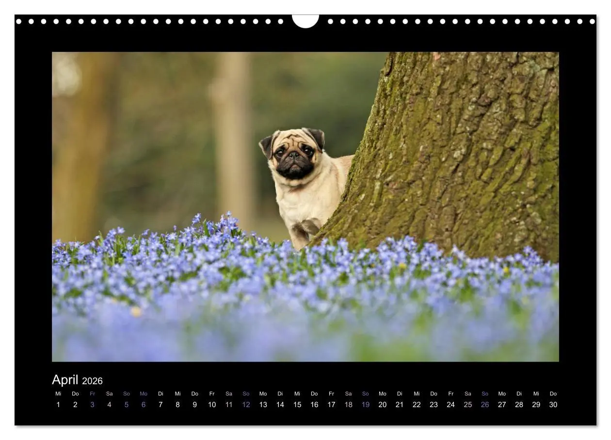 Bild: 9783516089127 | Der Feldfurchen-Mops (Wandkalender 2026 DIN A3 quer), CALVENDO...