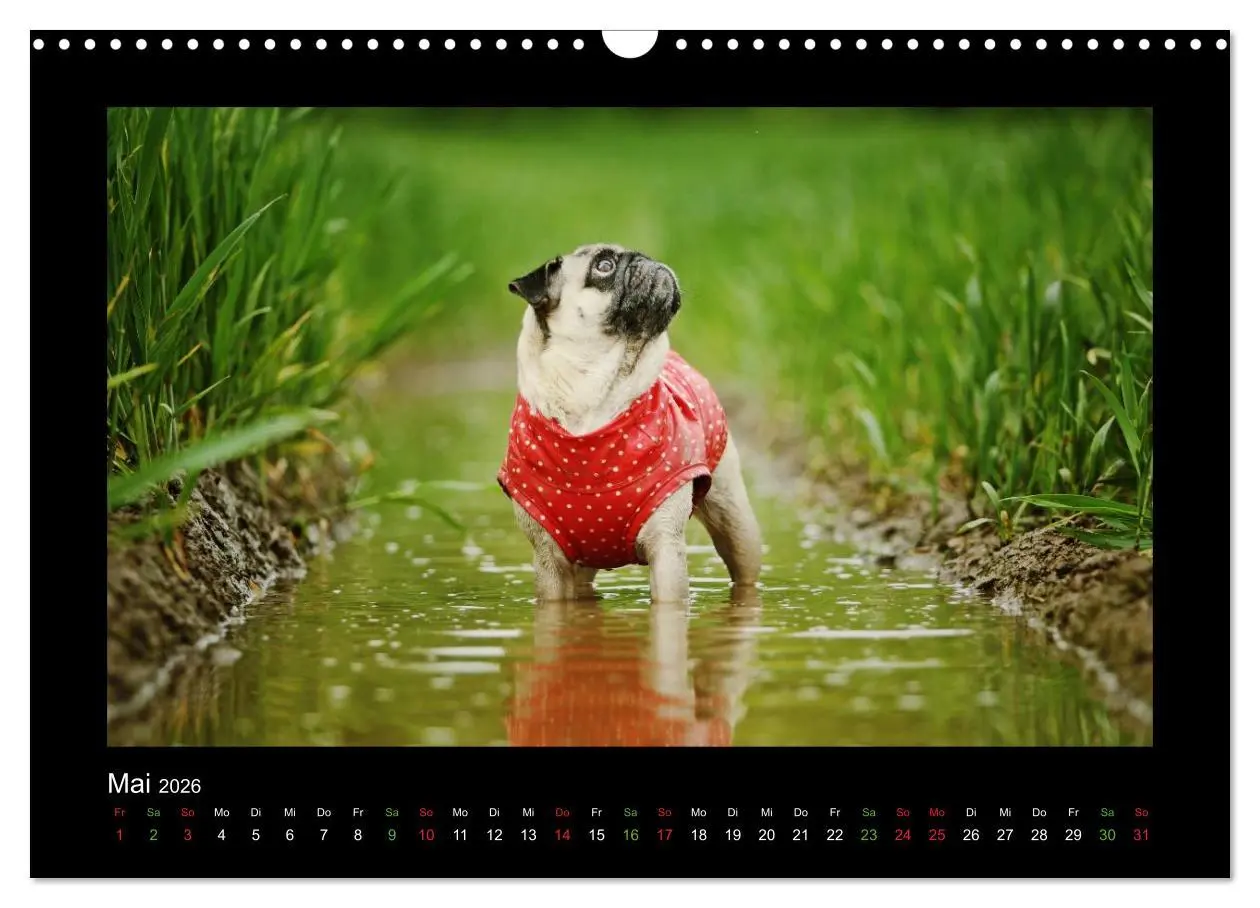Bild: 9783516089127 | Der Feldfurchen-Mops (Wandkalender 2026 DIN A3 quer), CALVENDO...