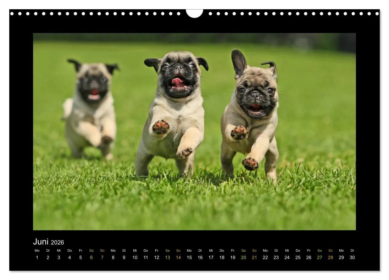 Bild: 9783516089127 | Der Feldfurchen-Mops (Wandkalender 2026 DIN A3 quer), CALVENDO...