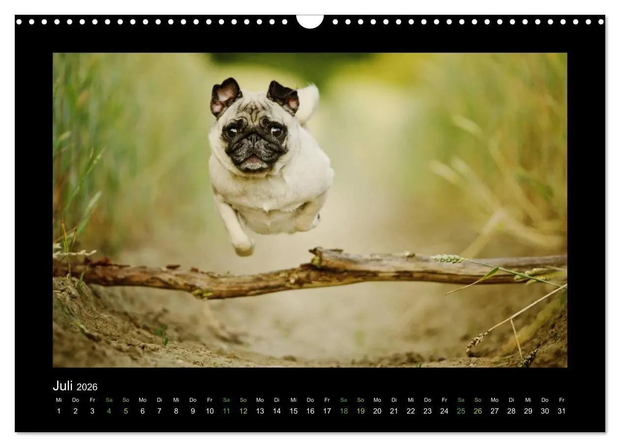 Bild: 9783516089127 | Der Feldfurchen-Mops (Wandkalender 2026 DIN A3 quer), CALVENDO...