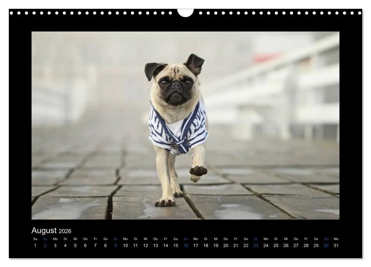 Bild: 9783516089127 | Der Feldfurchen-Mops (Wandkalender 2026 DIN A3 quer), CALVENDO...