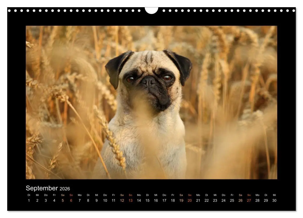 Bild: 9783516089127 | Der Feldfurchen-Mops (Wandkalender 2026 DIN A3 quer), CALVENDO...