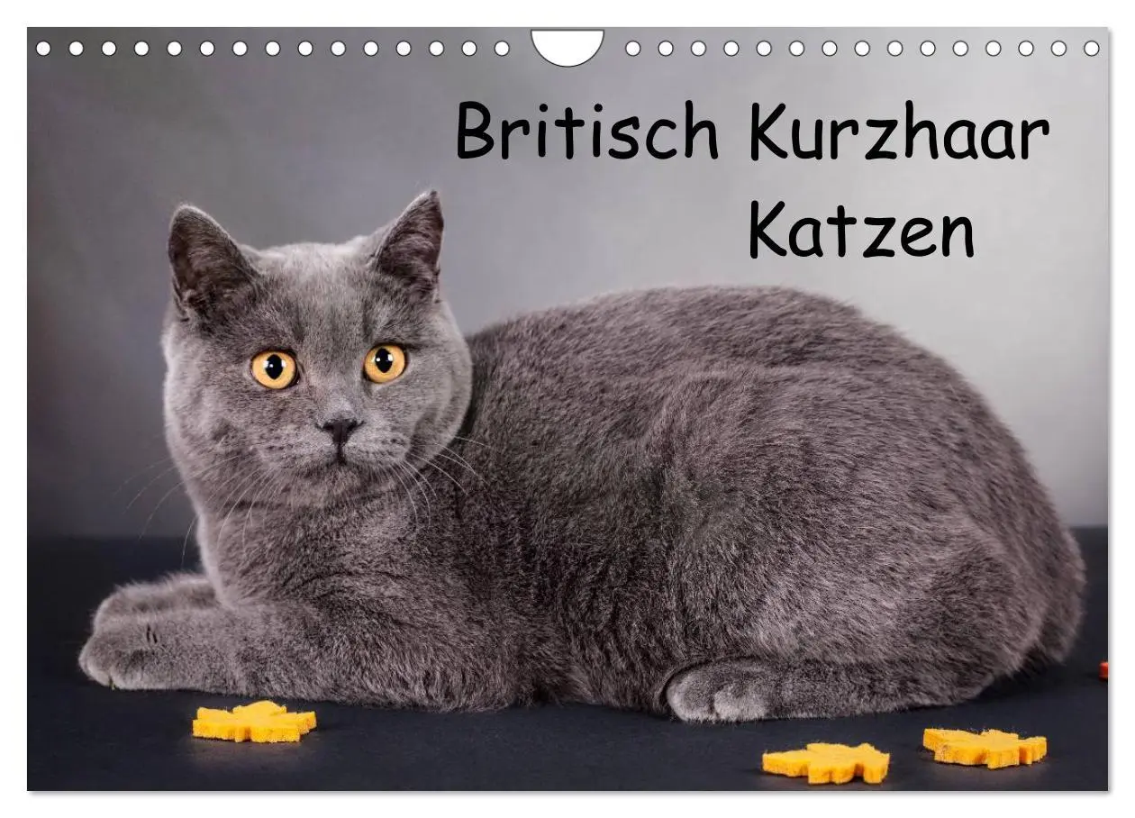 Cover: 9783516229127 | Britisch Kurzhaar Katzen (Wandkalender 2026 DIN A4 quer), CALVENDO...