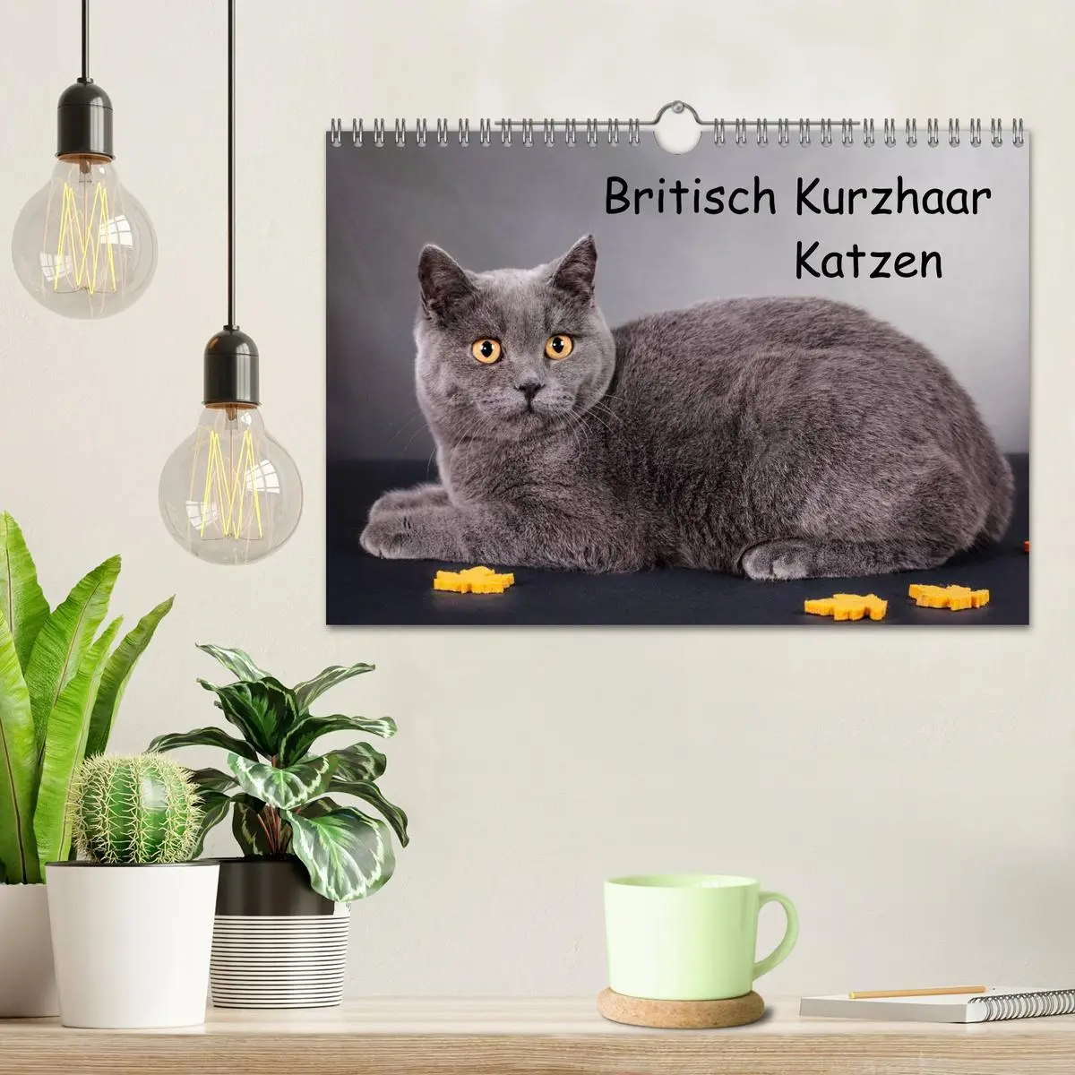 Bild: 9783516229127 | Britisch Kurzhaar Katzen (Wandkalender 2026 DIN A4 quer), CALVENDO...