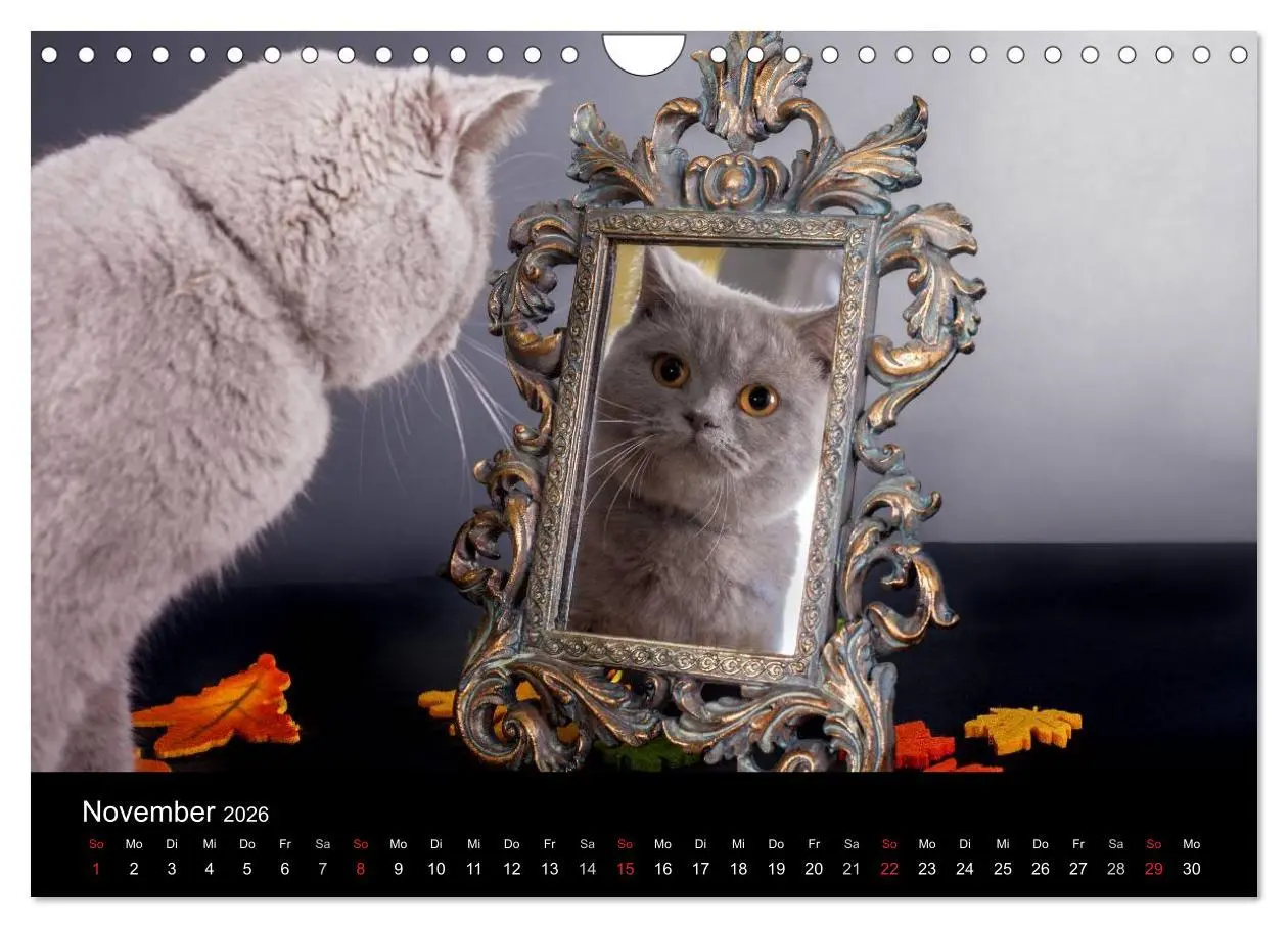 Bild: 9783516229127 | Britisch Kurzhaar Katzen (Wandkalender 2026 DIN A4 quer), CALVENDO...