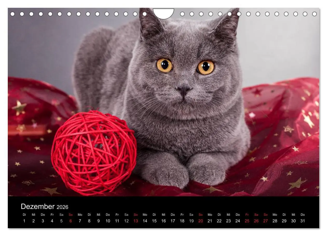 Bild: 9783516229127 | Britisch Kurzhaar Katzen (Wandkalender 2026 DIN A4 quer), CALVENDO...