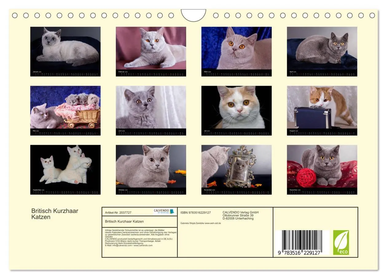 Bild: 9783516229127 | Britisch Kurzhaar Katzen (Wandkalender 2026 DIN A4 quer), CALVENDO...