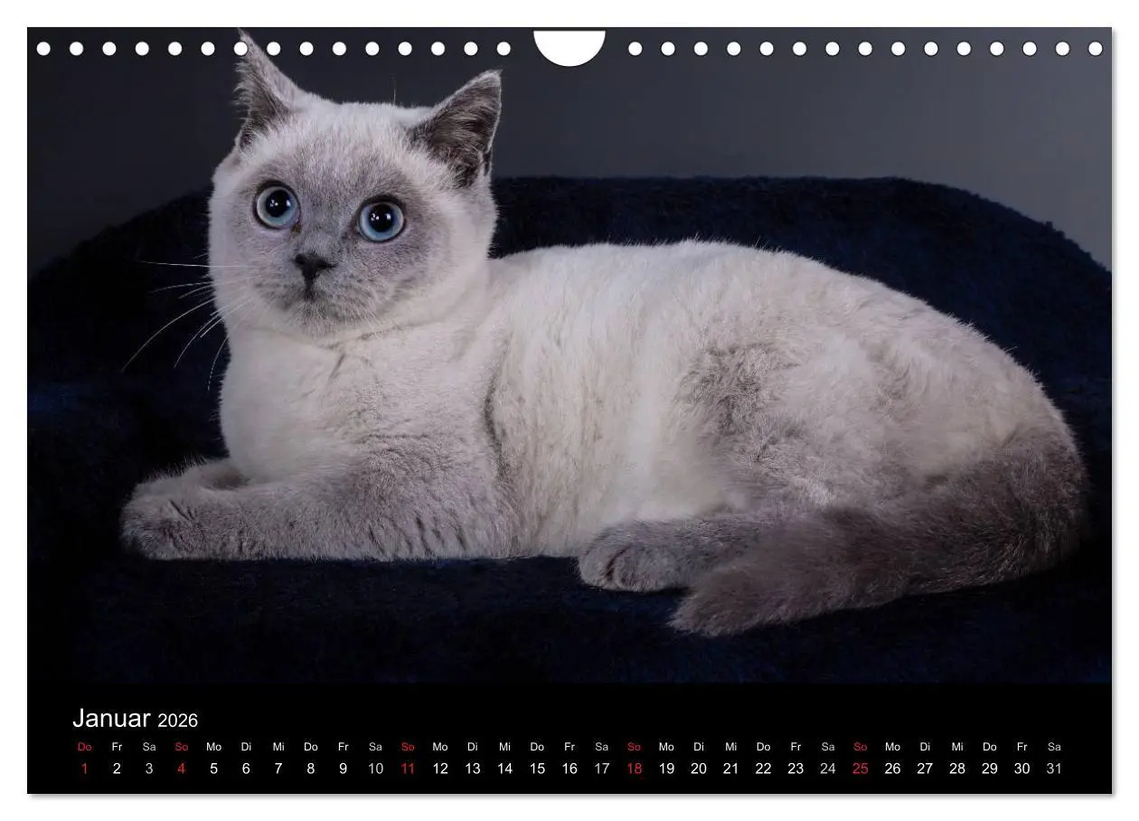 Bild: 9783516229127 | Britisch Kurzhaar Katzen (Wandkalender 2026 DIN A4 quer), CALVENDO...