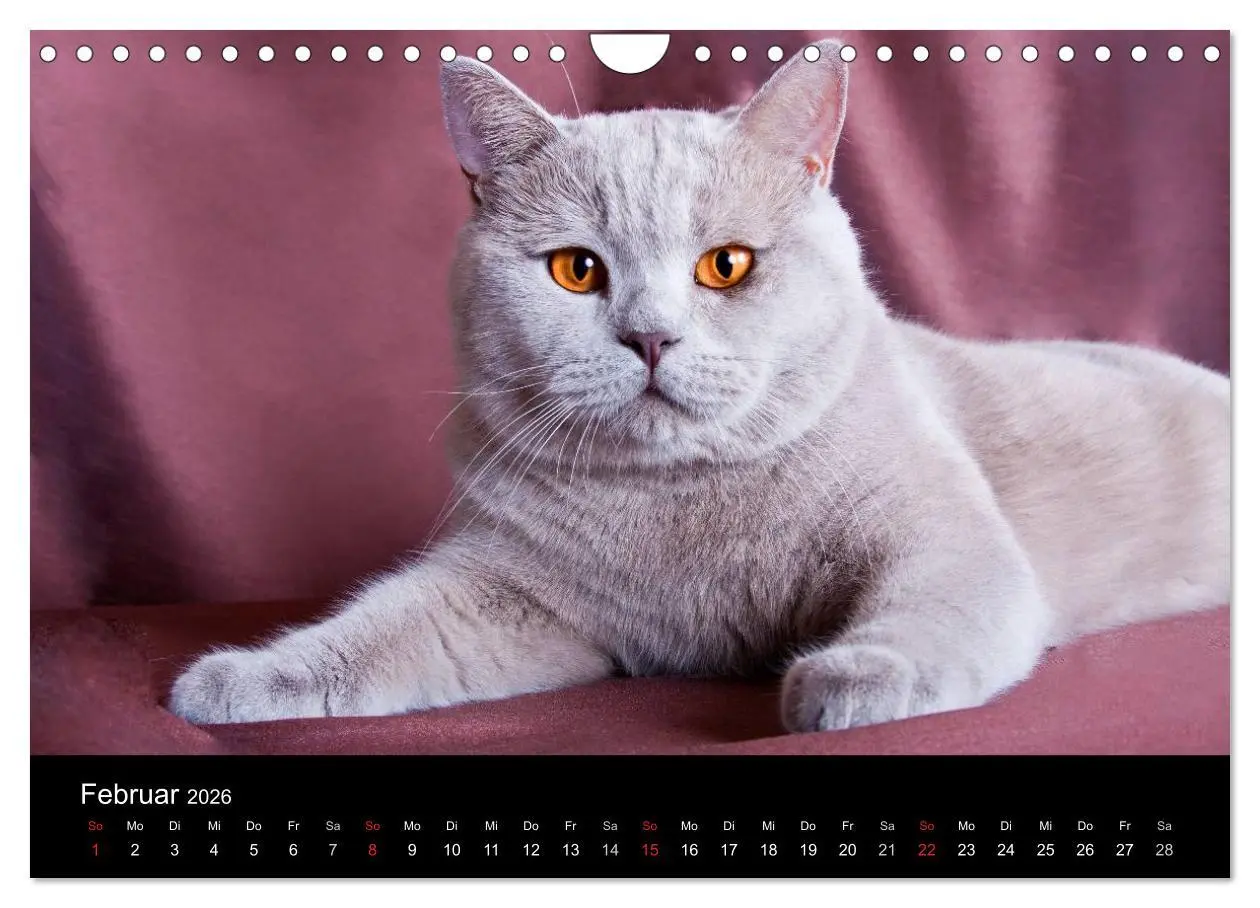 Bild: 9783516229127 | Britisch Kurzhaar Katzen (Wandkalender 2026 DIN A4 quer), CALVENDO...