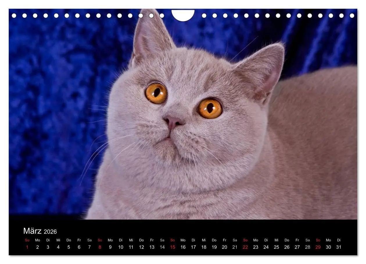 Bild: 9783516229127 | Britisch Kurzhaar Katzen (Wandkalender 2026 DIN A4 quer), CALVENDO...