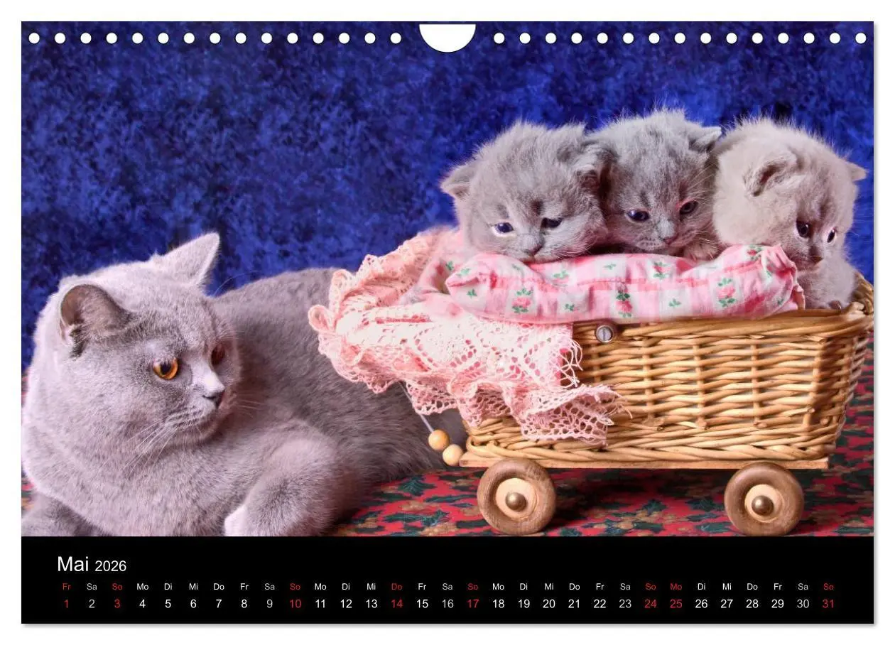 Bild: 9783516229127 | Britisch Kurzhaar Katzen (Wandkalender 2026 DIN A4 quer), CALVENDO...