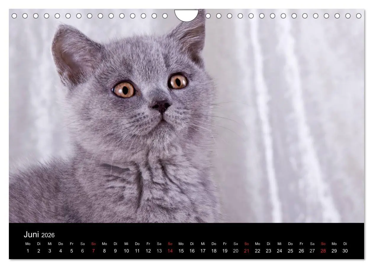 Bild: 9783516229127 | Britisch Kurzhaar Katzen (Wandkalender 2026 DIN A4 quer), CALVENDO...