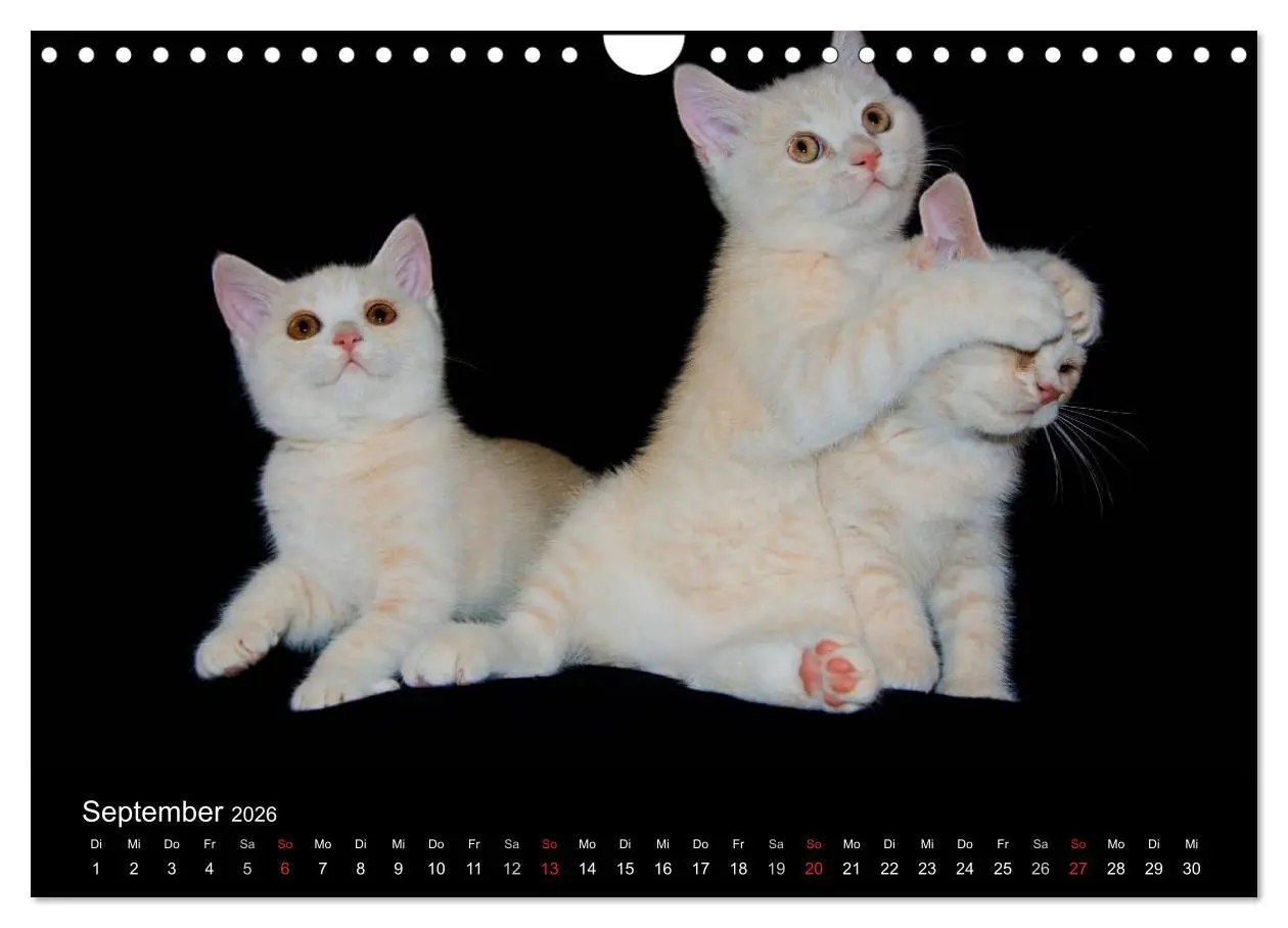 Bild: 9783516229127 | Britisch Kurzhaar Katzen (Wandkalender 2026 DIN A4 quer), CALVENDO...