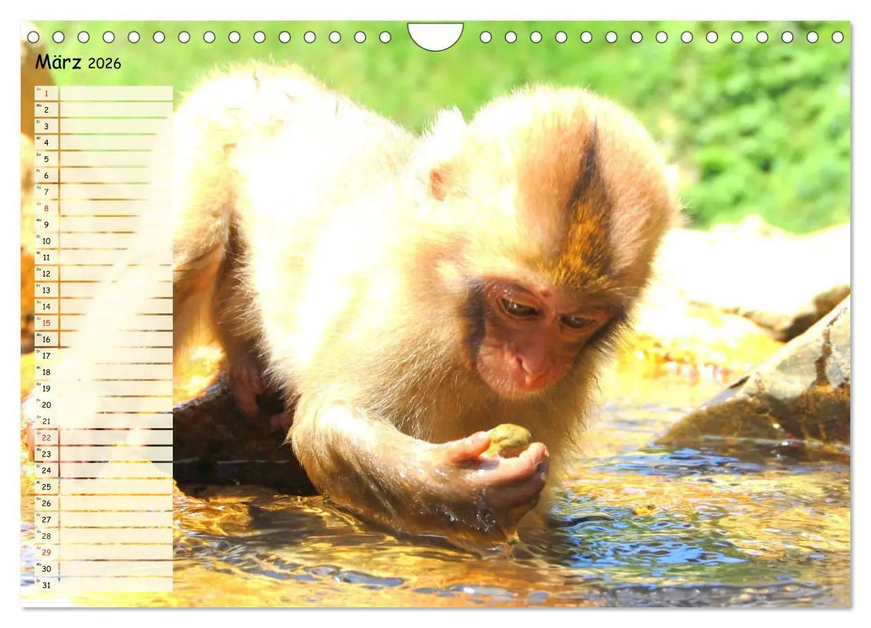 Bild: 9783457749227 | Zauberhafte Affenkinder. Süßer geht´s nicht! (Wandkalender 2026 DIN...