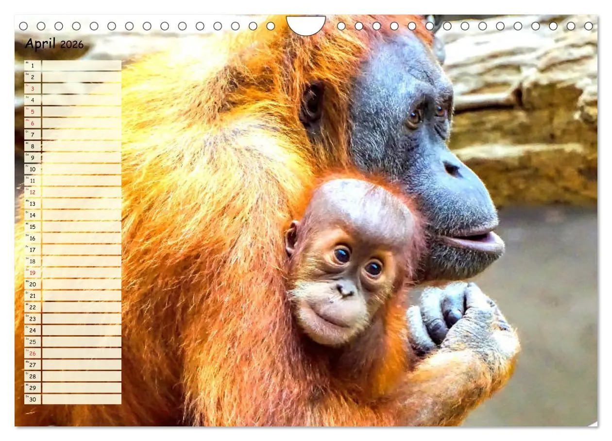 Bild: 9783457749227 | Zauberhafte Affenkinder. Süßer geht´s nicht! (Wandkalender 2026 DIN...