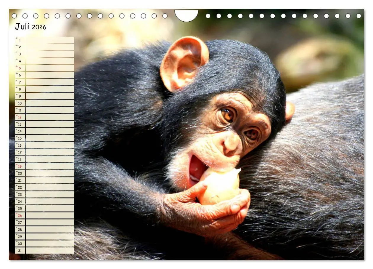 Bild: 9783457749227 | Zauberhafte Affenkinder. Süßer geht´s nicht! (Wandkalender 2026 DIN...