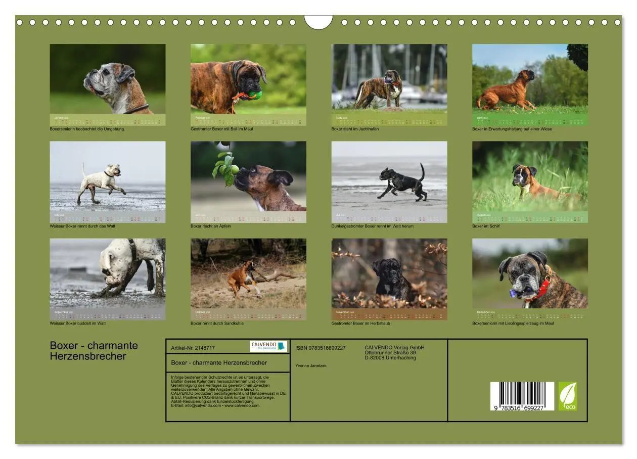 Bild: 9783516699227 | Boxer - charmante Herzensbrecher (Wandkalender 2026 DIN A3 quer),...
