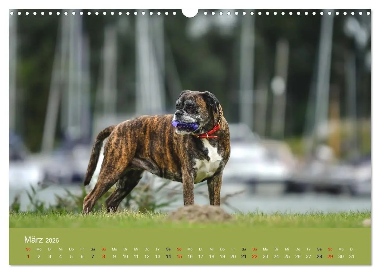 Bild: 9783516699227 | Boxer - charmante Herzensbrecher (Wandkalender 2026 DIN A3 quer),...