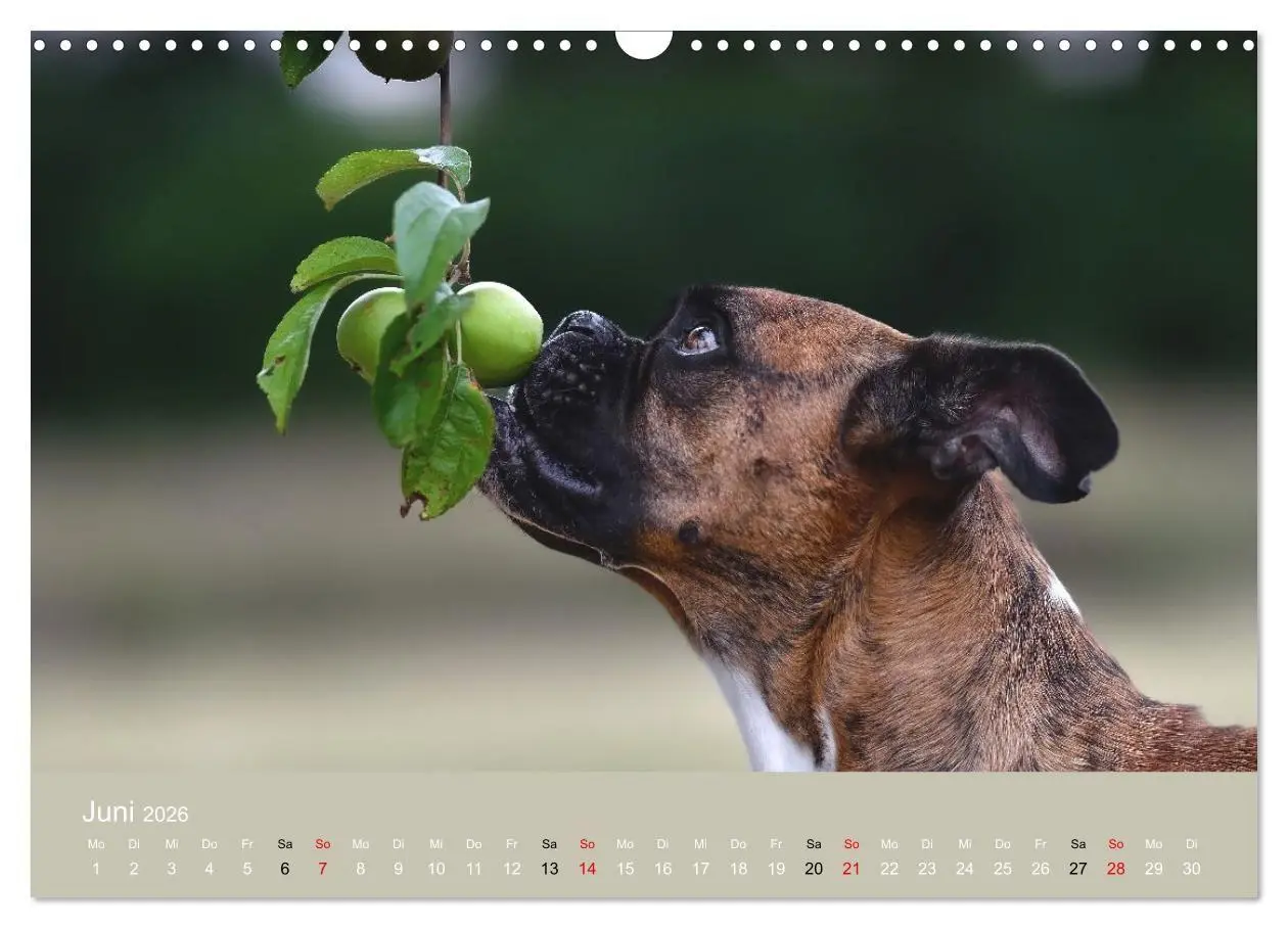 Bild: 9783516699227 | Boxer - charmante Herzensbrecher (Wandkalender 2026 DIN A3 quer),...