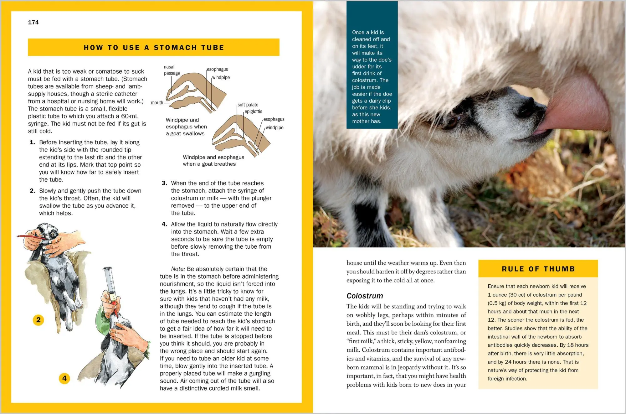 Bild: 9781612129327 | Storey's Guide to Raising Dairy Goats, 5th Edition | Belanger (u. a.)