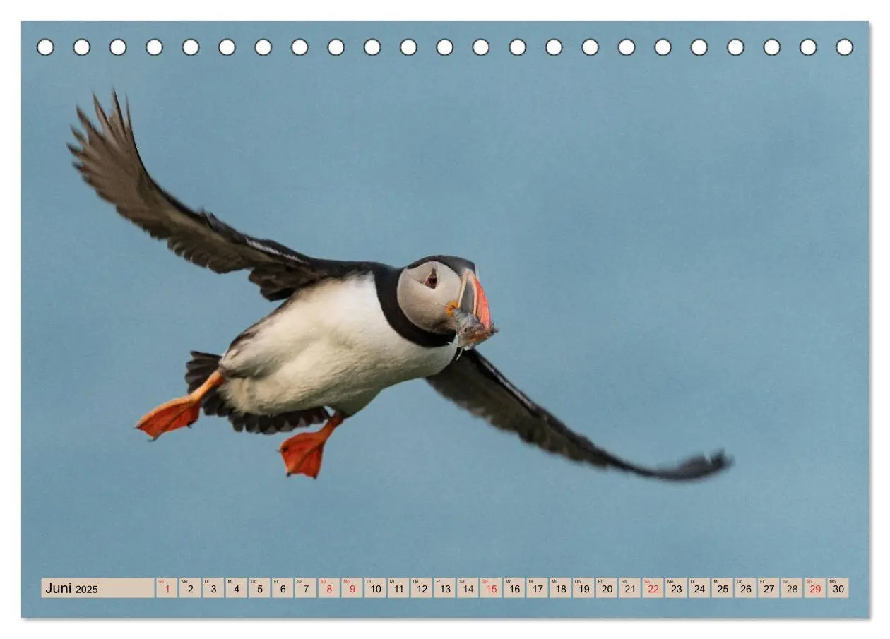 Bild: 9783435269327 | Papageitaucher - Puffins (Tischkalender 2025 DIN A5 quer), CALVENDO...